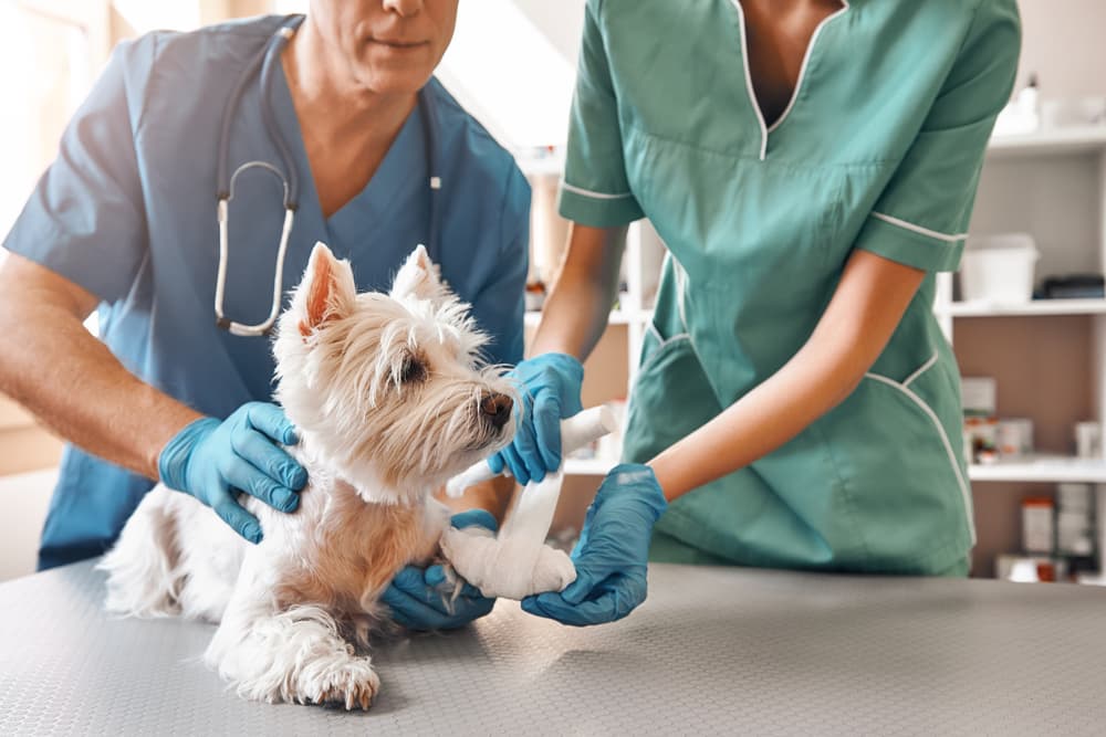 Pet care support at home